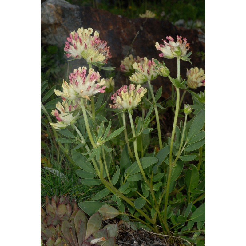 anthyllis valesiaca beck