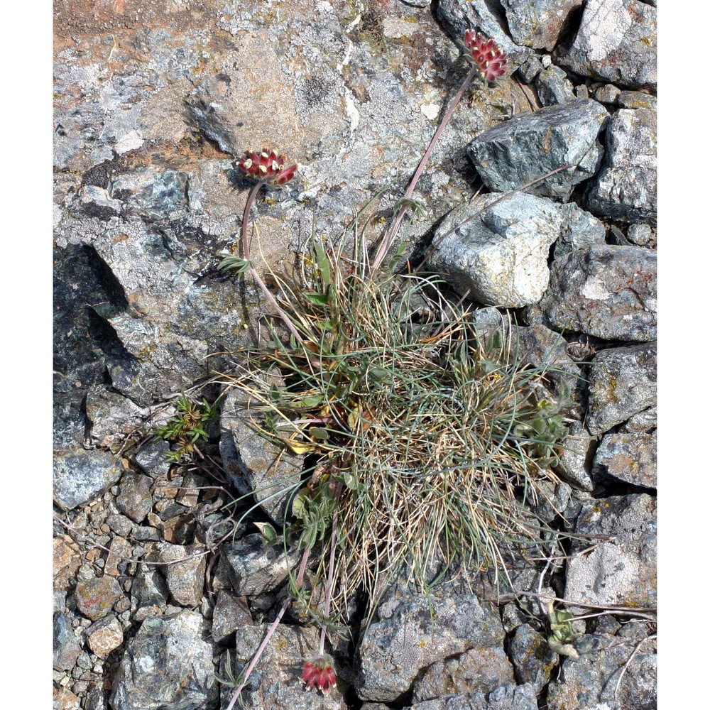 anthyllis vulnerarioides (all.) rchb.