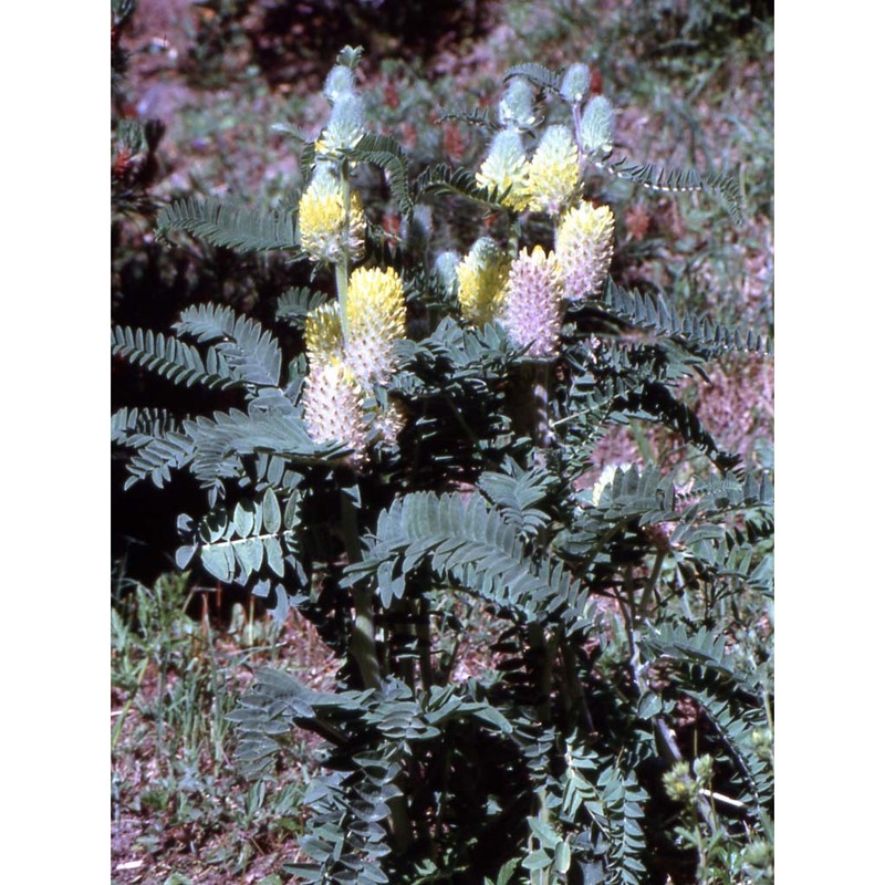 astragalus alopecurus pall.