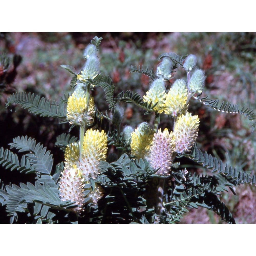 astragalus alopecurus pall.