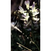 astragalus alpinus l.