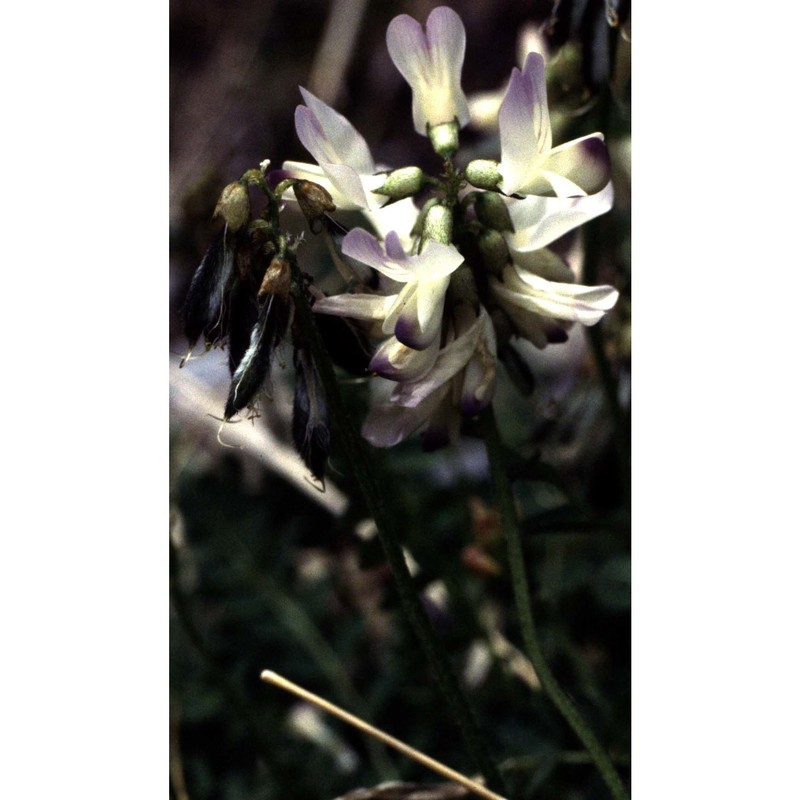 astragalus alpinus l.