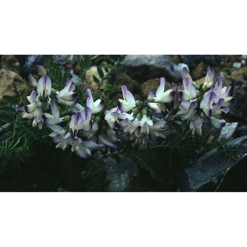 astragalus alpinus l.