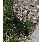 astragalus alpinus l.