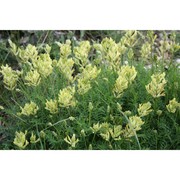 astragalus aquilanus anzal.