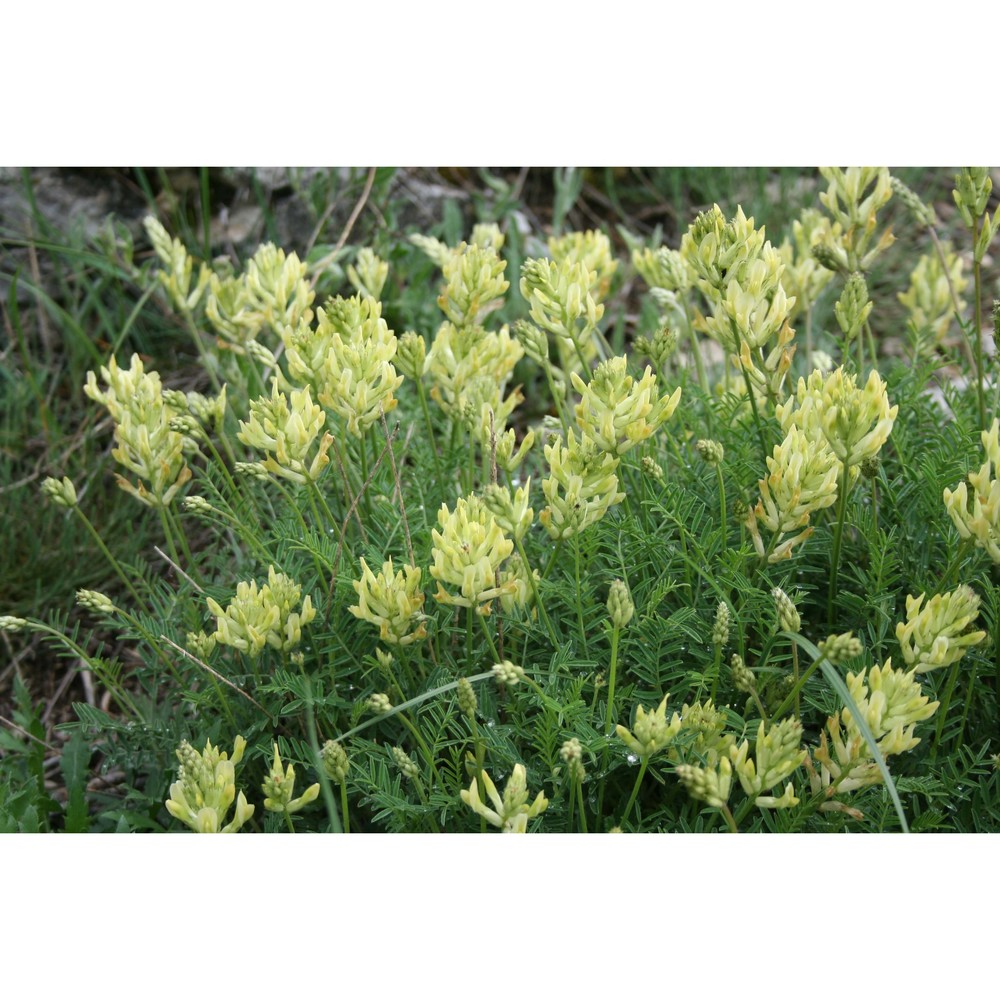 astragalus aquilanus anzal.