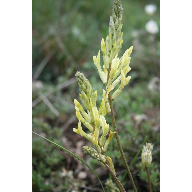 astragalus aquilanus anzal.