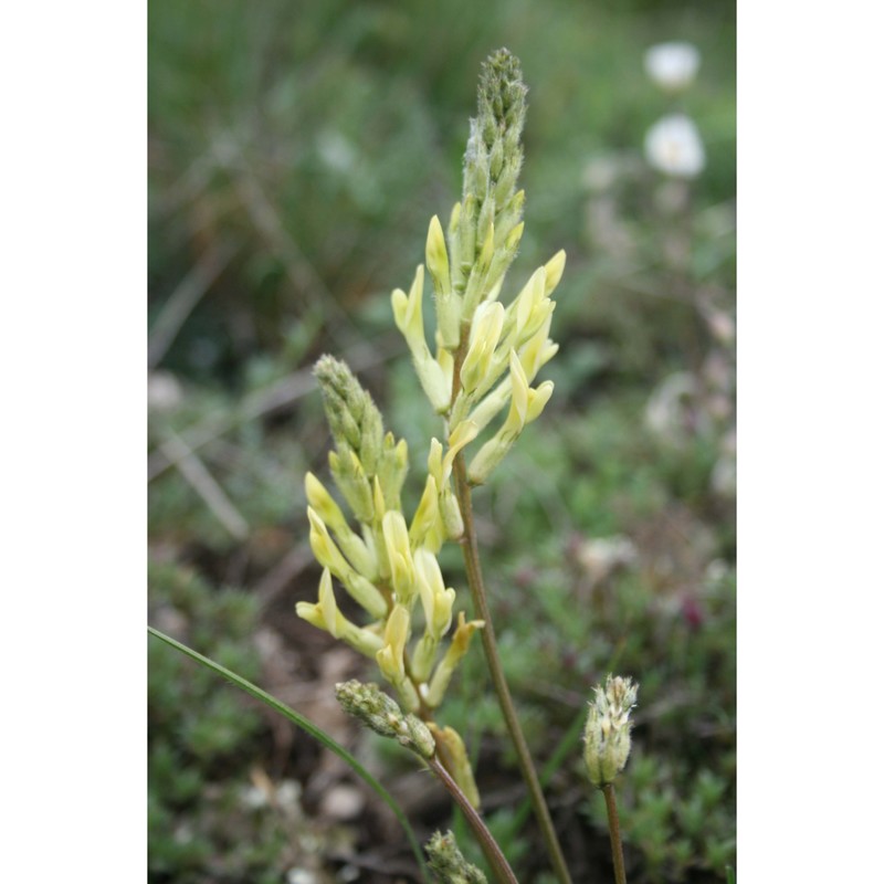 astragalus aquilanus anzal.