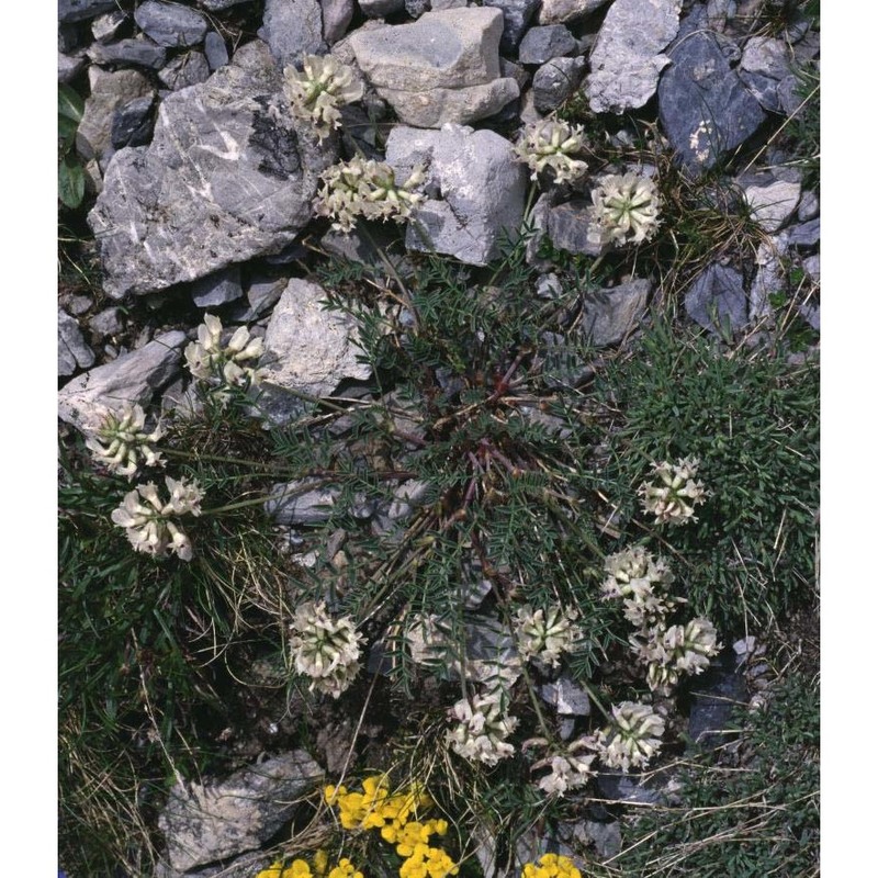 astragalus australis (l.) lam.