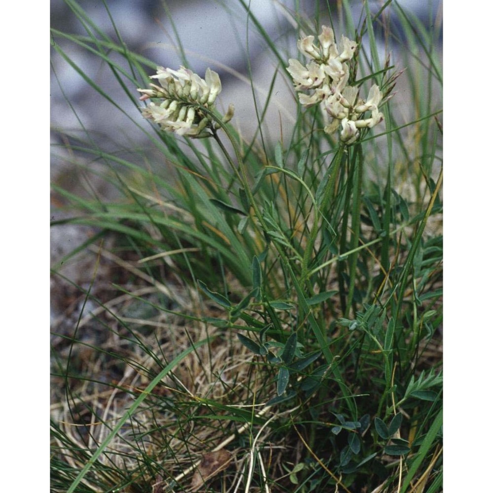 astragalus australis (l.) lam.