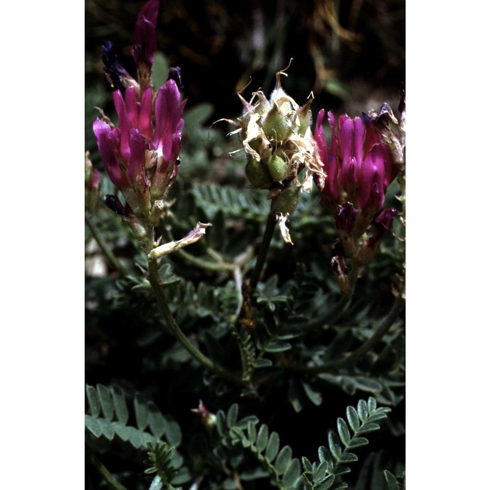 astragalus austriacus jacq.