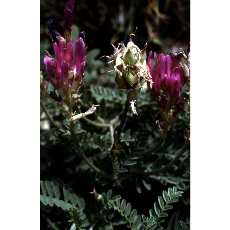 astragalus austriacus jacq.