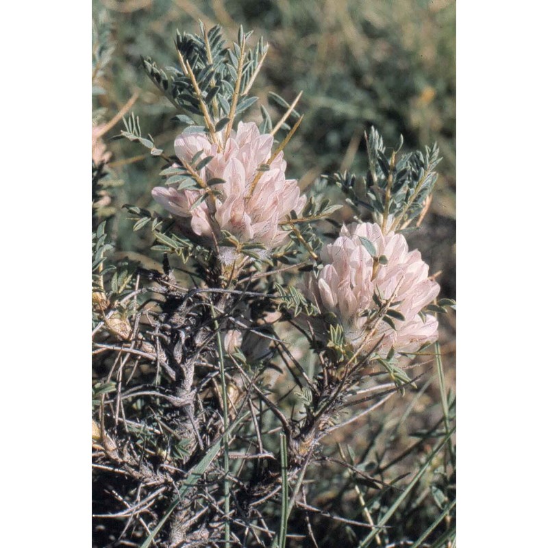 astragalus calabricus fisch.