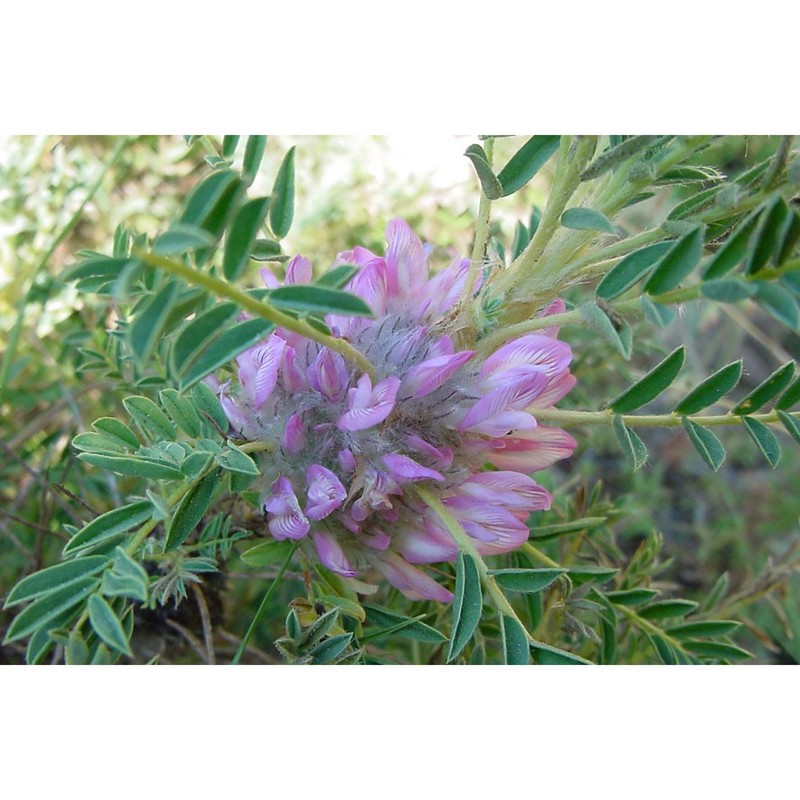 astragalus calabricus fisch.