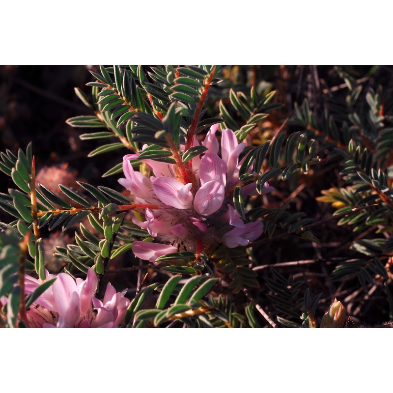 astragalus calabricus fisch.