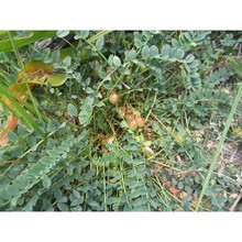 astragalus caprinus l. subsp. huetii (bunge) podlech