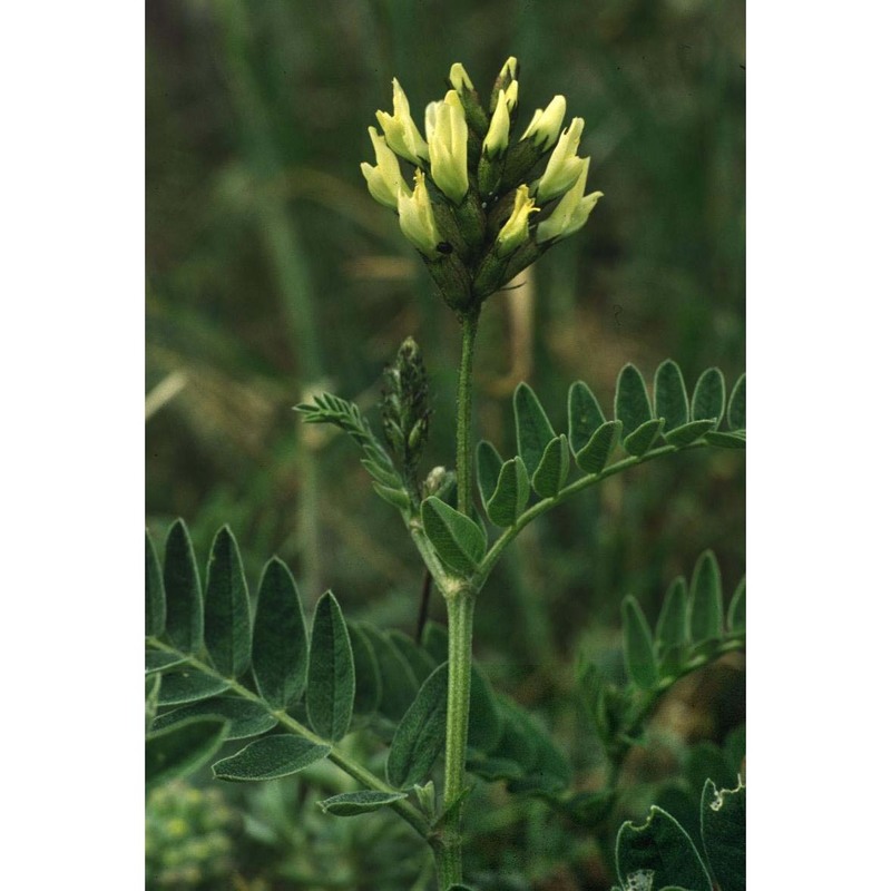 astragalus cicer l.