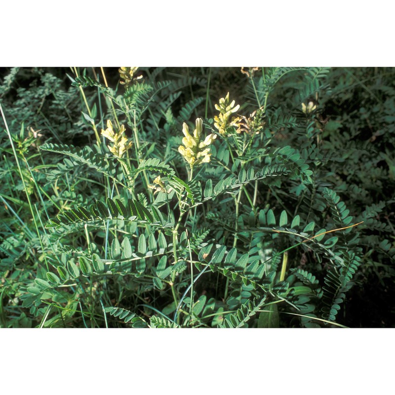 astragalus cicer l.