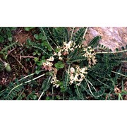 astragalus depressus l.