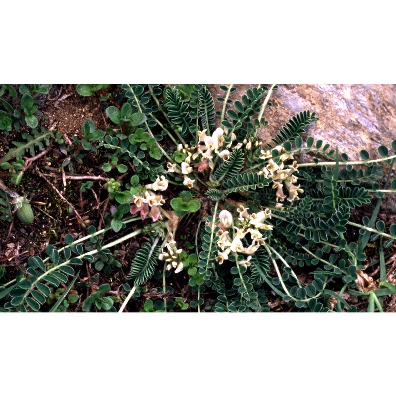 astragalus depressus l.