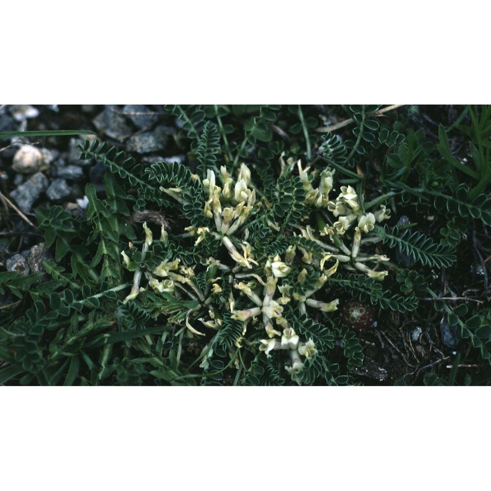 astragalus depressus l.