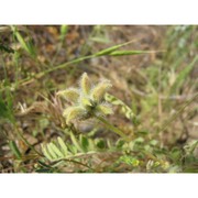 astragalus echinatus murray