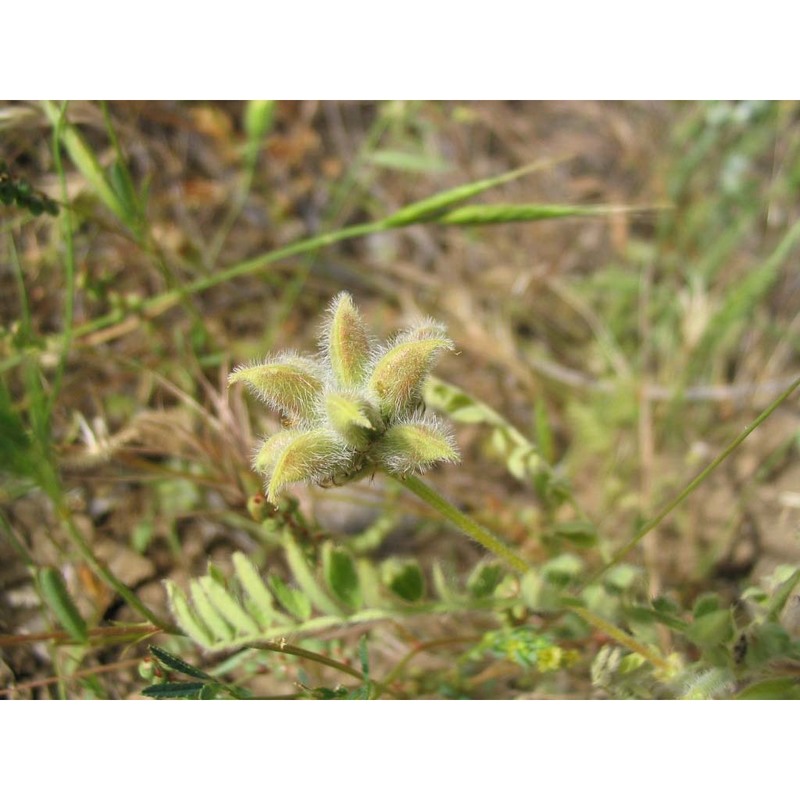 astragalus echinatus murray