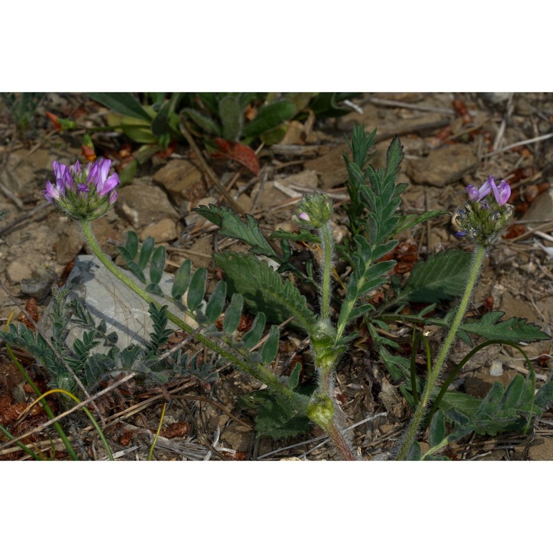 astragalus echinatus murray