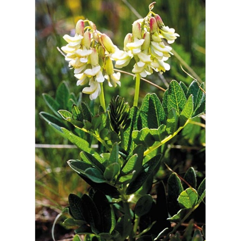 astragalus frigidus (l.) a. gray