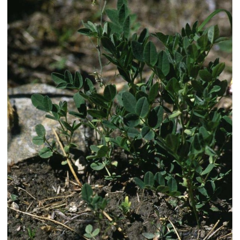 astragalus frigidus (l.) a. gray