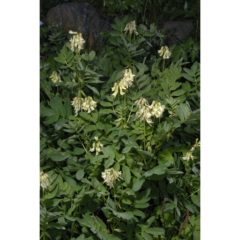 astragalus frigidus (l.) a. gray