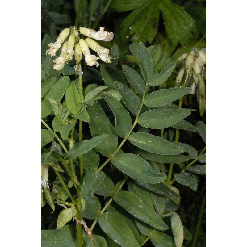 astragalus frigidus (l.) a. gray