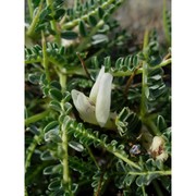 astragalus genargenteus moris