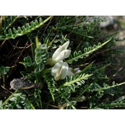 astragalus genargenteus moris