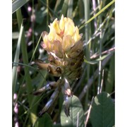 astragalus glycyphyllos l.