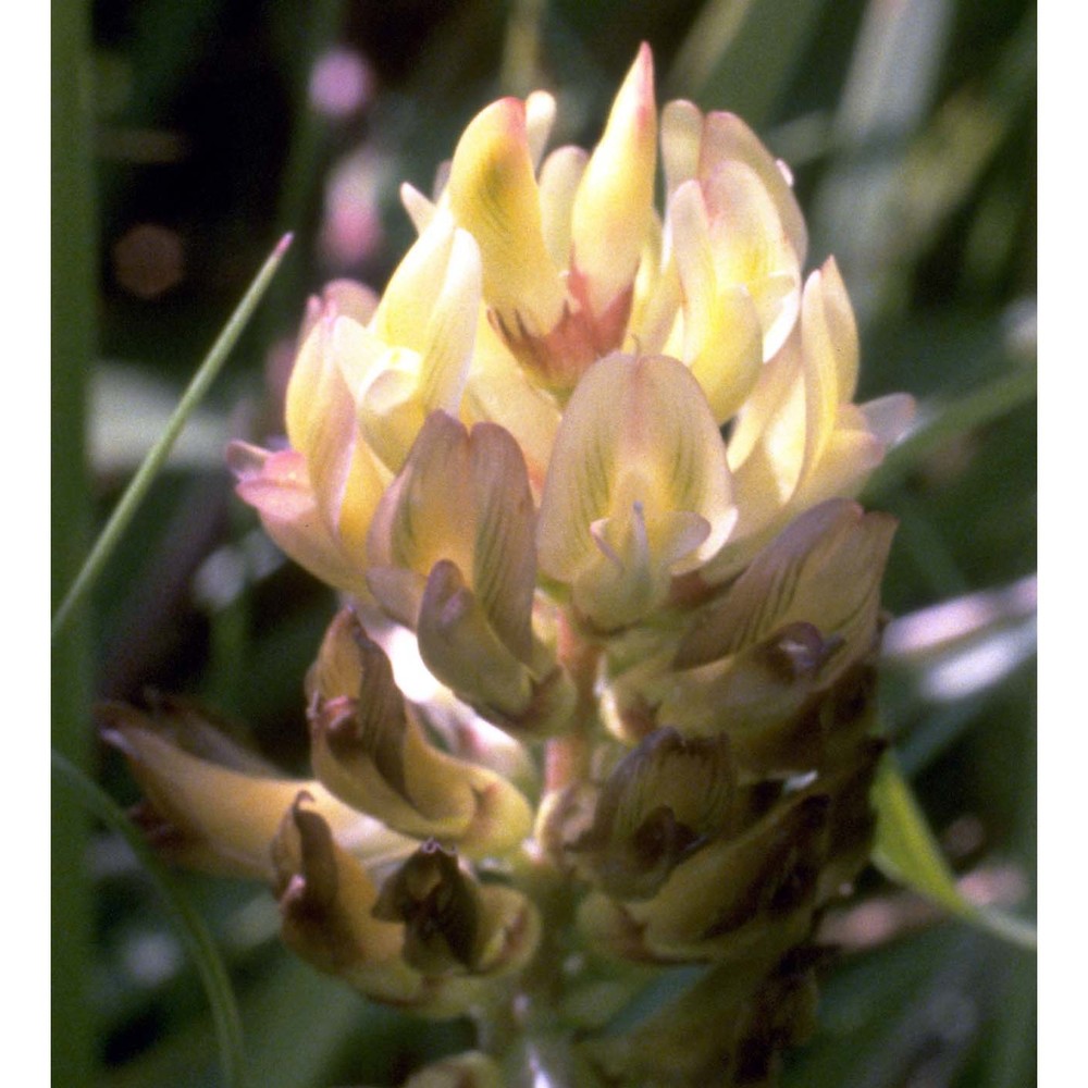 astragalus glycyphyllos l.