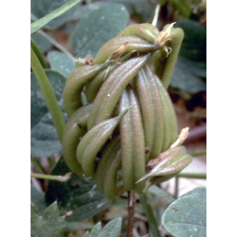 astragalus glycyphyllos l.