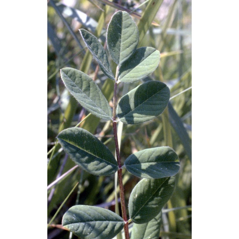 astragalus glycyphyllos l.