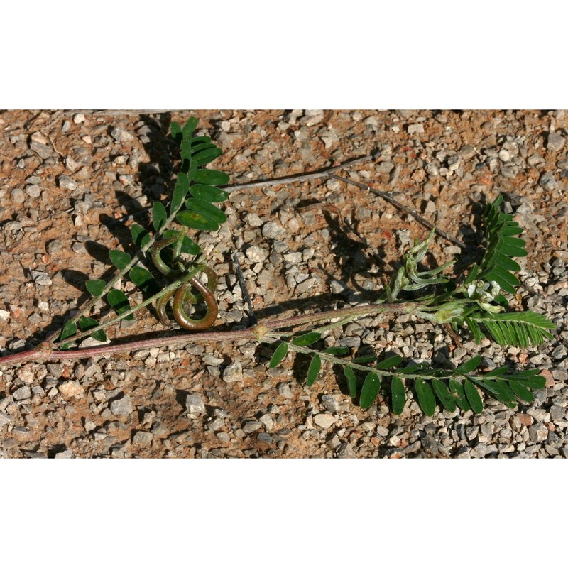 astragalus hamosus l.