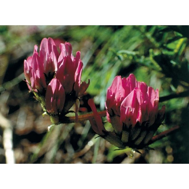 astragalus hypoglottis l.