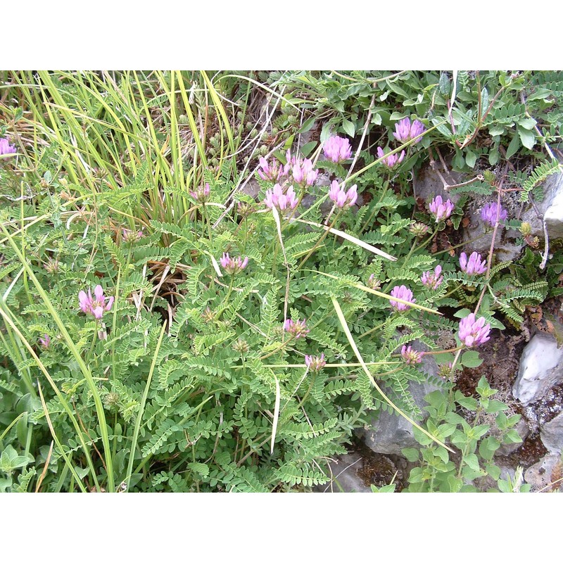 astragalus hypoglottis l.