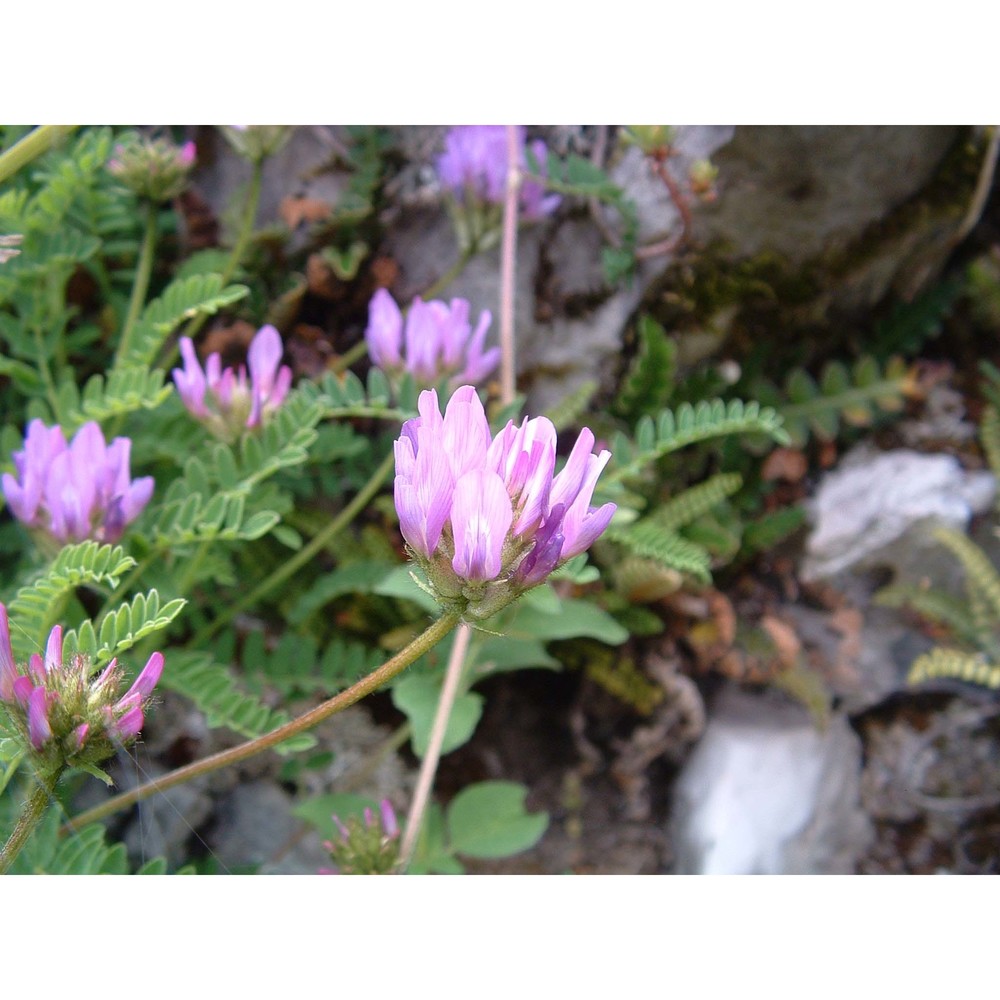 astragalus hypoglottis l.