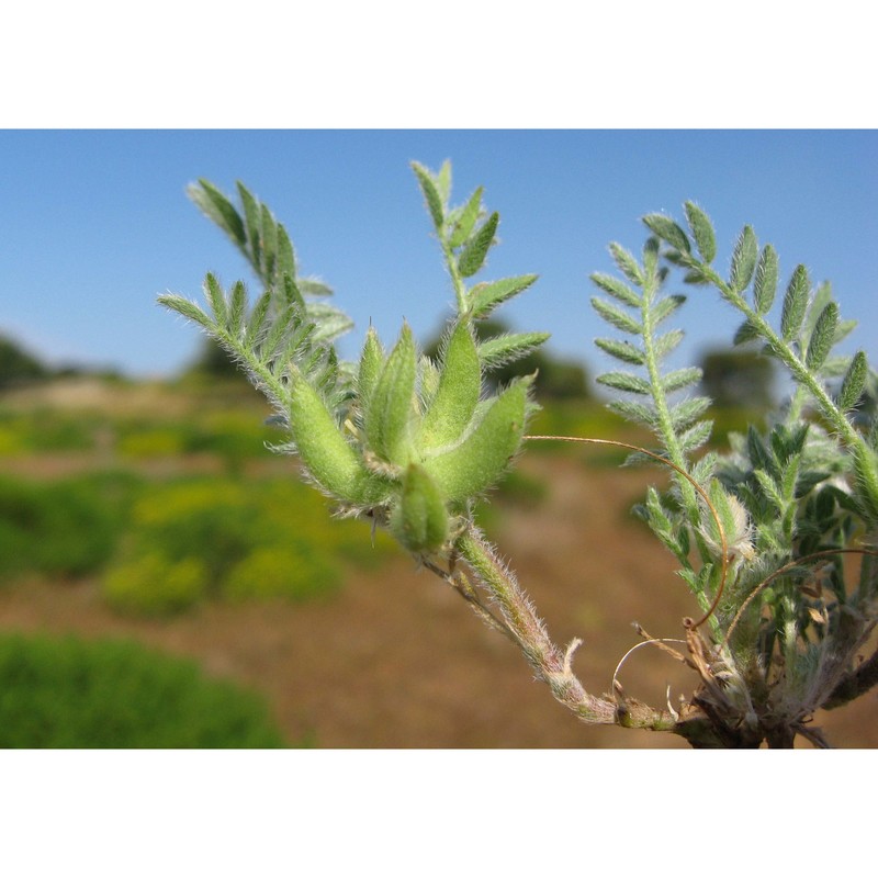 astragalus kamarinensis c. brullo, brullo, giusso, miniss. et sciandr.