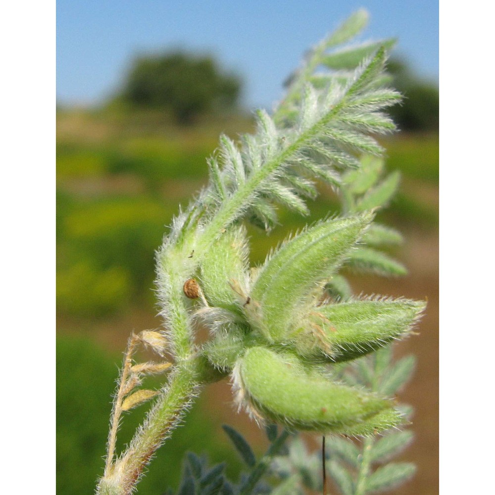 astragalus kamarinensis c. brullo, brullo, giusso, miniss. et sciandr.