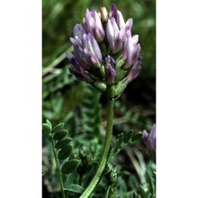 astragalus leontinus wulfen