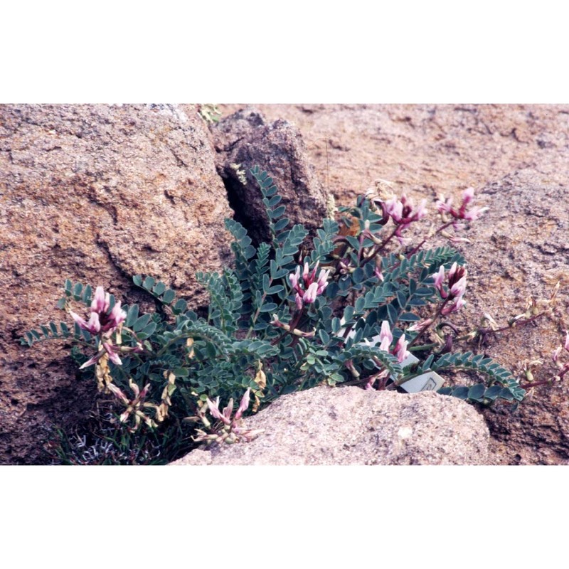 astragalus maritimus moris