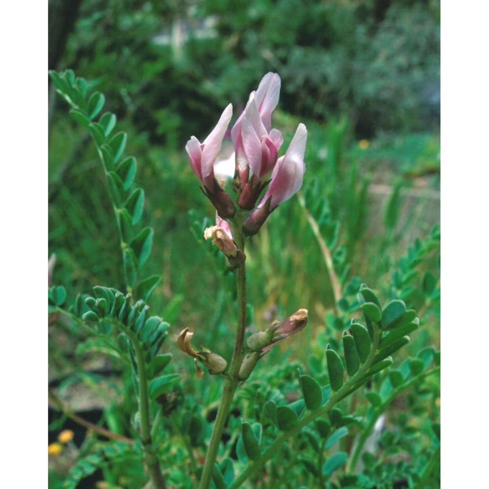 astragalus maritimus moris