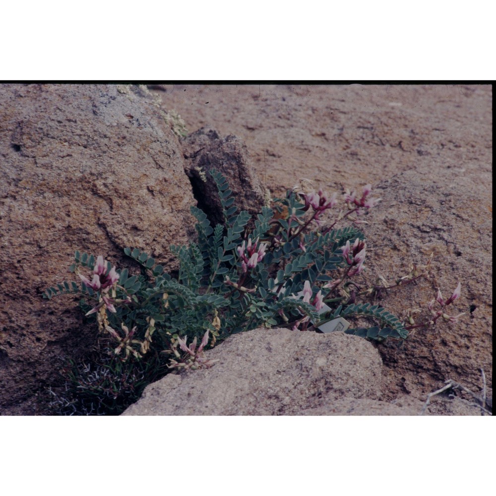 astragalus maritimus moris