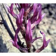 astragalus monspessulanus l.