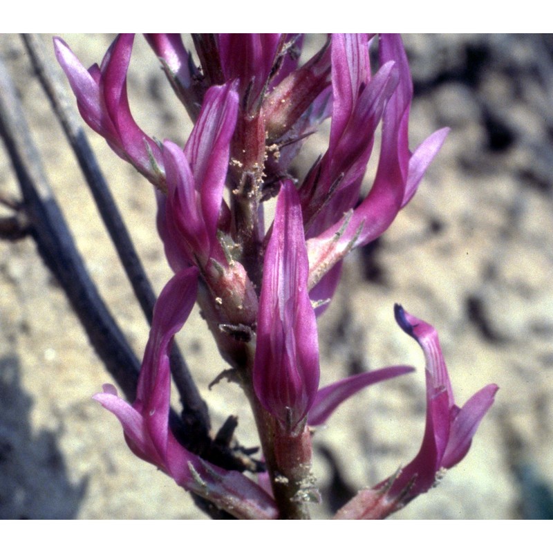 astragalus monspessulanus l.